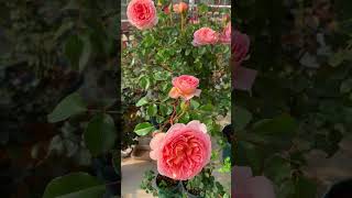 Enchanting the Senses Abraham Darby Rose Blooms in Our rose garden [upl. by Aniram]