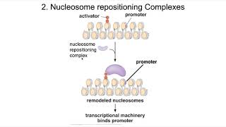 Eukaryotic Transcription Regulation [upl. by Clough]