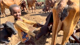 Normal LIFE of Somalia countryside nolasha caadigaa ee baadiyaha somaliya jowhar [upl. by Silrak]