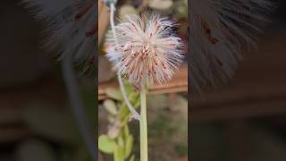 😍Senecio Jacobsenii e sua linda floração senecio bálsamo suculentaspendentes [upl. by Neivad]