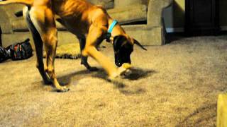 Griggs Rhodesian RidgebackDane Mix GDRST [upl. by Tennes]