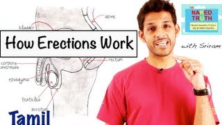 How Erections Work  Tamil [upl. by Maribel519]