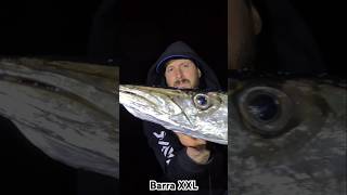 Barra XXL on Daiwa Legalis LT 3000 fishinganglerpesca [upl. by Helali644]