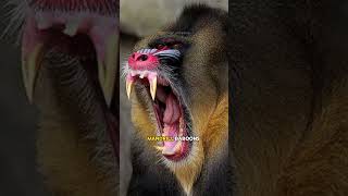 ⚠️ Most Dangerous Monkeys in the World 🙈🙉🙊 Gelada Monkey  Mandrills  Baboons shorts [upl. by Windy]