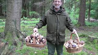 A Fairytale Porcini  Penny Bun  Cep  Boletus Edulis Mushroom Hunt UK [upl. by Hadleigh]