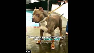 Pitbull long jump in feets🔥✨ shortsfeed dogsjump [upl. by Hteik]