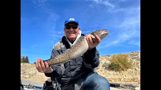 Burbot  Catching Filleting and Preparing Burbot Ceviche [upl. by Ahtanoj]