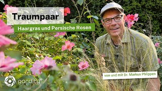 Traumpaar Haargras  Federgras und Persische Rosen Ideal im Präriegarten und sonnigem Staudenbeet [upl. by Vyse]