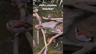 Die Enten sind in den Papiliorama Garten papiliorama [upl. by Etram]