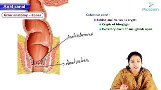 18 Anatomy of Anal canal  MBBS Lecture [upl. by Akienat]