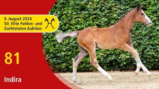 50th Elite Foal and BroodmareAuction  Aug 9th  No 81 Indira by Ipsthar  Opium [upl. by Pickett809]