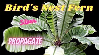 How to Propagate Birdsnest Fern Silver at Home  Paano magParami ng Birdsnest Fern sa Bahay [upl. by Babby]