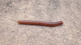 Millipede [upl. by Aurea]