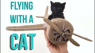 How to Fly With Your Cat [upl. by Yotal]