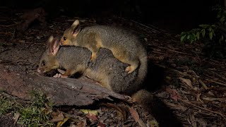 Brushtailed Possum grownup Joey [upl. by Donoghue]