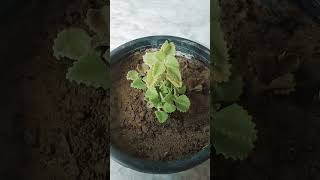 Ajwain plant garden natur viral trending shorts 💚💚 [upl. by Norraj]