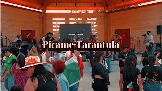 Picame Tarantula En Vivo  Grupo Cizma [upl. by Oicnedif401]