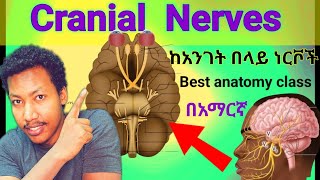 🛑 ከ አንገት በላይ ያሉ ነርቮች Cranial Nerves anatomy brain nerves amazing class ethiopia nervoussystem [upl. by Assenyl]