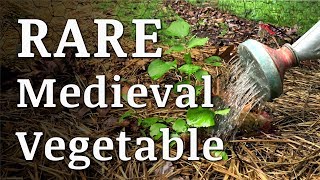 Rare MEDIEVAL VEGETABLE Eaten by Henry VIII [upl. by Anawek]