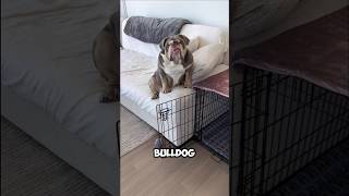 Laziest dog breeds 😴animals pets cute dog [upl. by Lsiel]