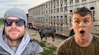 Taking Sonne Farms Cattle To The Butcher [upl. by Curtis]