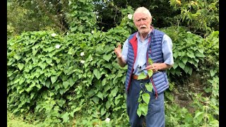 Hedge Bindweed with John Feehan in August Wildflowers of Offaly series [upl. by Yeslek916]