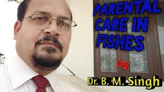 Parental care in Fishes [upl. by Ashli]