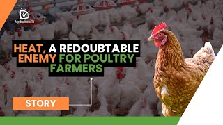 Heat a redoubtable enemy for poultry farmers [upl. by Macario799]