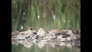 Pectoral Sandpiper Blacktoft Sands [upl. by Zillah]