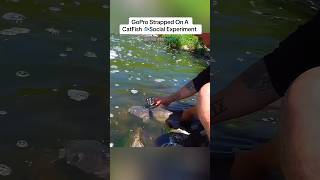 GoPro STRAPPED On A CATFISH pigpatroltv [upl. by Theodosia]