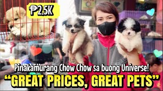 quotGREAT PRICES GREAT PETSquot  Arranque Pet Market  Oct 12 2023 [upl. by Korfonta]