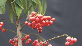 Ardisia plant pruning and seed collection for germination Part 2 [upl. by Lynnelle]