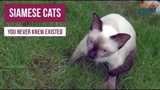 5 Breeds of Siamese Cats You Never Knew Existed By NewsOps [upl. by Eugenio850]