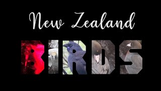 New Zealand Birds [upl. by Everson567]