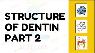 Dentinal Tubules  Dentin Histology  Structure of Dentin [upl. by Assiral]