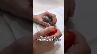 Clicker training baby cockatiel parrots Easy Hand feeding formula birds [upl. by Aerona]