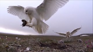 Watch the world of the Snowy Owl [upl. by Fisken]