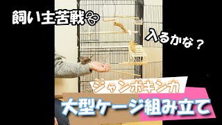 大型ケージの組み立て（小鳥、ジャンボキンカ、錦華鳥 錦花鳥 キンカチョウ Zebrafinch） [upl. by Porush]