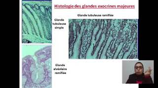 histologie 4 [upl. by Spohr]