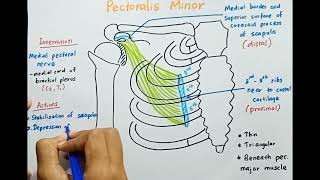 Pectoralis Minor muscle  Origin  Insertion  Innervation  Actions [upl. by Victory745]