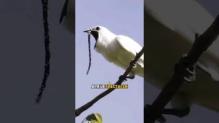 The Loudest Bird On Earth  White Bellbird shorts [upl. by Grose]