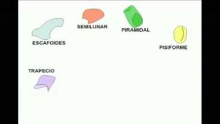 OSTEOLOGIA Miembro superior 5 Diagnostico X [upl. by Swetiana]