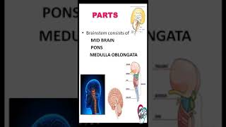 TIPS 5 BRAINSTEM  ANATOMY LOCATION PARTS  NUCLEUS amp FUNCTION [upl. by Myron]