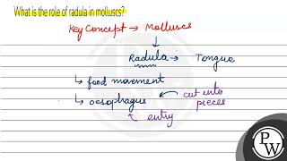 What is the role of radula in molluscs [upl. by Noam]