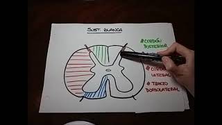 Neuroanatomía Médula Espinal [upl. by Bork]