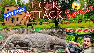 TIGER NE KIYA BUFFALOS PR CHARGE ❌ BACHNE K LIYE SAFE ZONE MAIN LI ENTRY 🧐 yuvrajjimcorbett [upl. by Pincas]