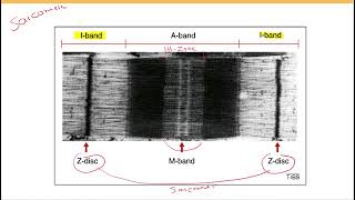 Sarcomere structure and function [upl. by Brunhilde]