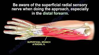 Anatomy Of The Brachioradialis Muscle  Everything You Need To Know  Dr Nabil Ebraheim [upl. by Finnie493]