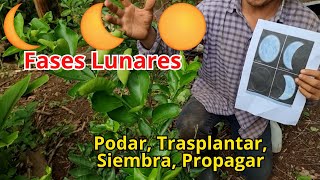 Como usar las fases lunares 🌖 🌙 para Podar Propagar Trasplantar y Sembrar  influencia de la luna [upl. by Baese]