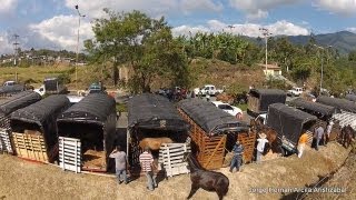 Cabalgata Armenia Quindio 2013 [upl. by Savil407]